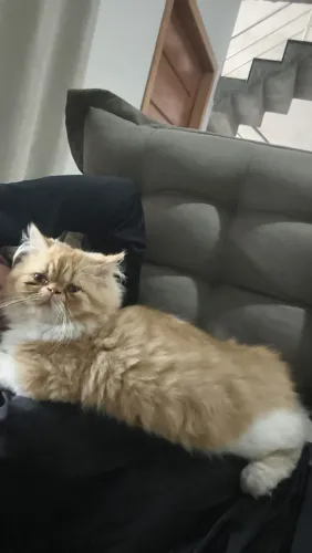Gatinho persa macho