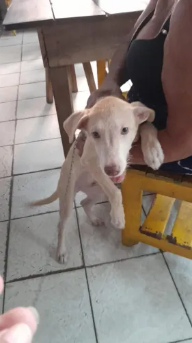 Doação de cachorro 