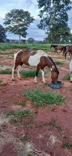 Égua domada para montaria