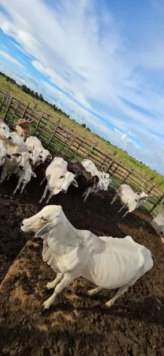 Vacas nelore paridas e prenhas com reprodutor 
