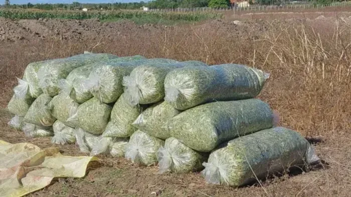 Excelente fazenda com 191 hectares na região de Carnaubais
