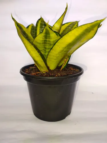 Kit 2 Mudas espedas de São Jorge 