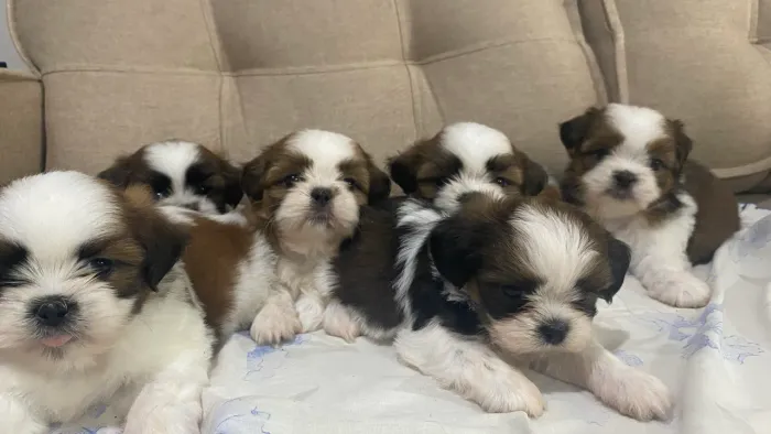 Filhotes de shih-tzu disponível para venda