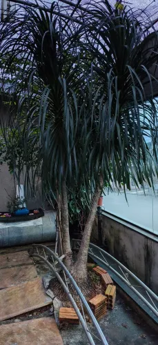 Vendo pata de elefante Adulta com 2 pontas e quase 4 metros