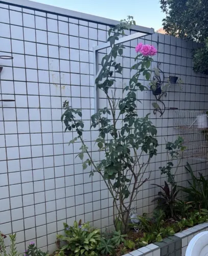 Roseira Paulista (mudas)