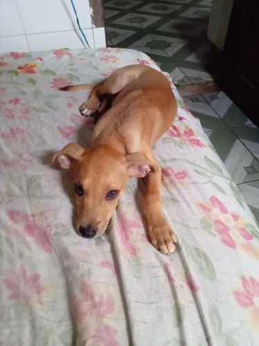Doação de cachorro 