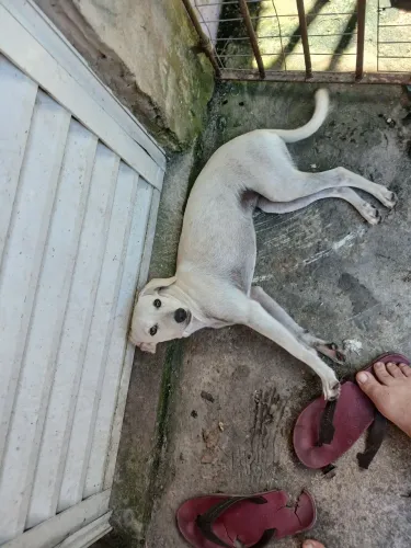 Adoção