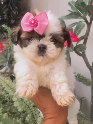Filhote de shihtzu 