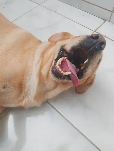 Cachorra Mel 