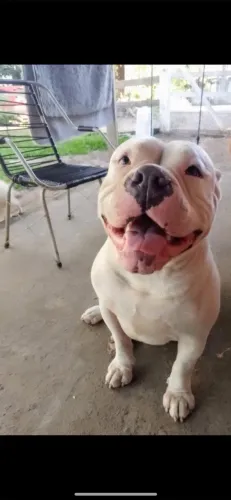 Macho Américam Bully 