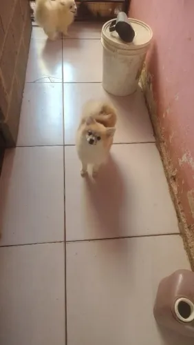 Spitz alemão anã 6 meses voltando a troca de pelos