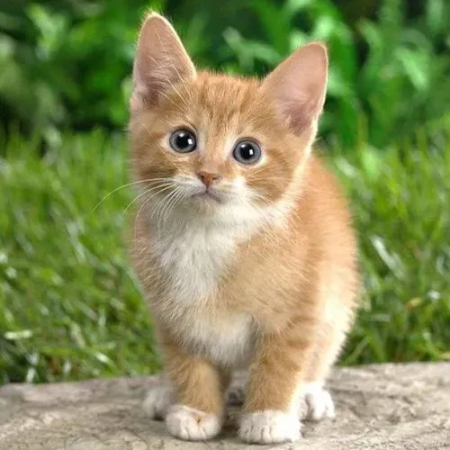 Gatinhos laranja angorá disponível 