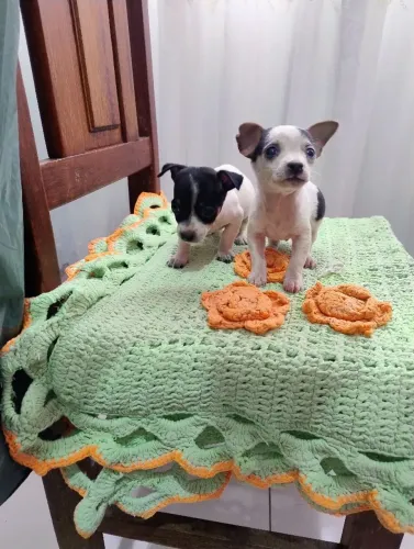 Vendo casal de pinscher 01 