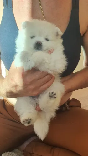 Lulu da Pomerânia fêmea