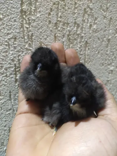 Pintinhos de Sedosa 
