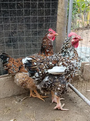 Galinha gsb