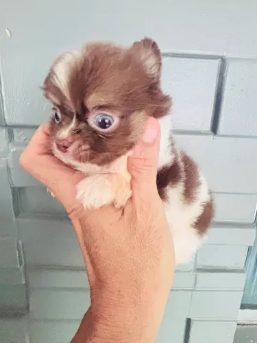 Chihuahua macho pêlo longo