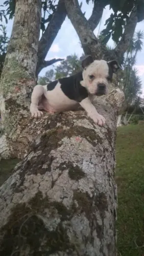 Belos filhotes disponível American bully