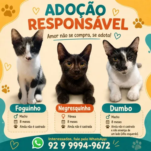 Gatos adoção 