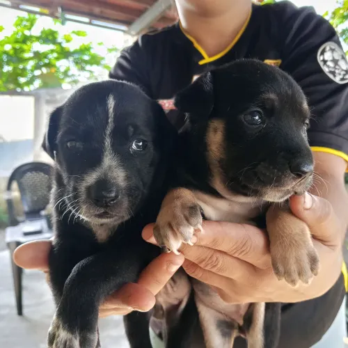 filhotes mestiço de rottweiler