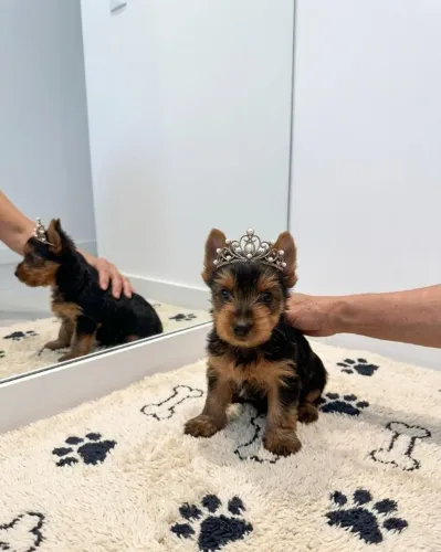 Yorkshire Terrier Fêmea Linda e Cheia de Charme