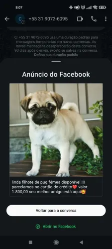 Filhote Pug fêmea 