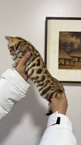 Gato bengal MACHO 