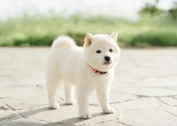 Shiba Inu encantadores Filhotes