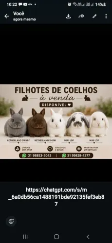Filhotes de coelhos várias raças 