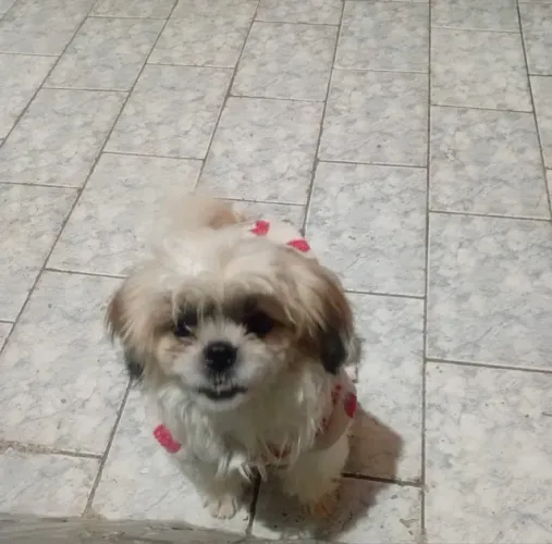 Shitzu Fêmea - 6 meses