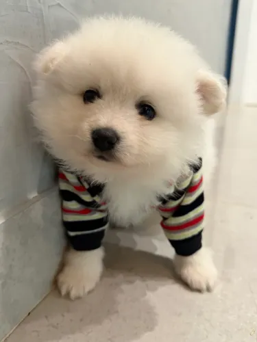 Lulu