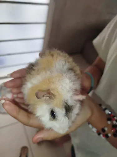 Lindo machinho disponível porquinho da índia