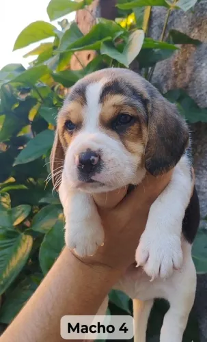 Filhotes de beagle macho 