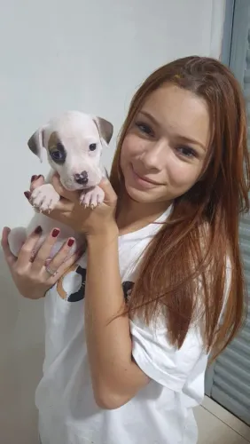 Pitbull fêmea 2 meses