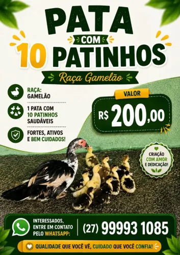 Vende-se! Pata com 10 patinhos
