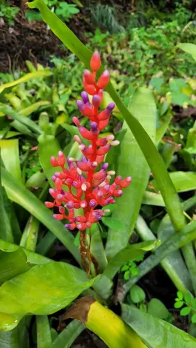 Mudas de Plantas, Folhagens, Plantas ornamentais, viveiro de Plantas, Bromélia