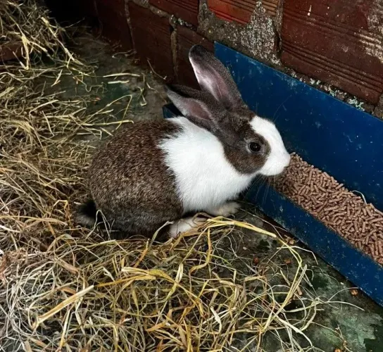 Lindos coelhos