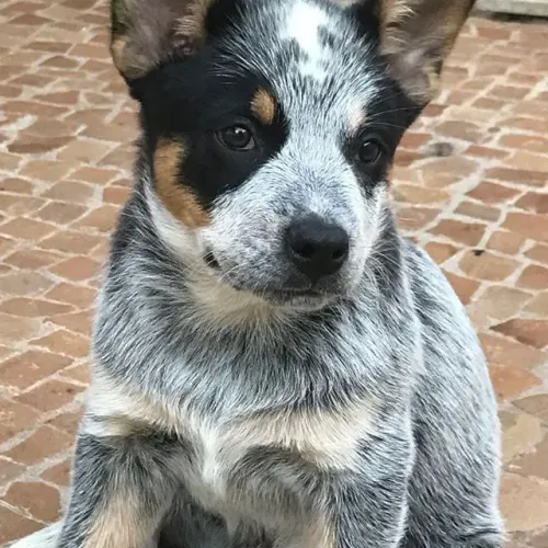 Filhote de boiadeiro australiano disponível