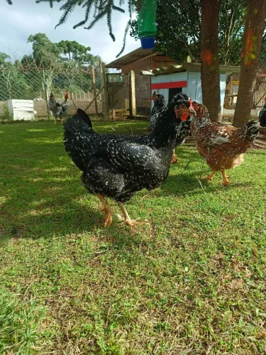 Ovos galados de GSB BALÃO SERTANEJO 