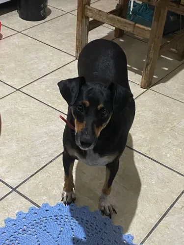 Cachorra femea castrada porte pequeno para adoção 