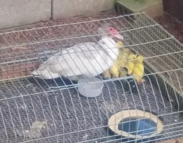 Temos PATOS em todas as fazes.