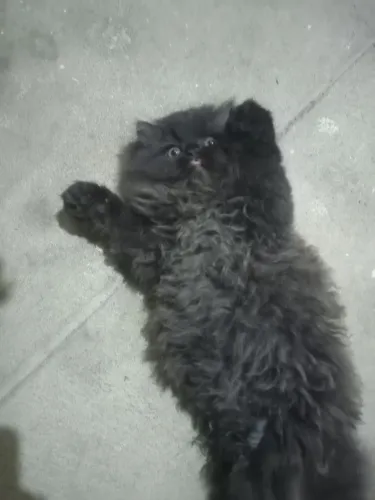 Gato persa