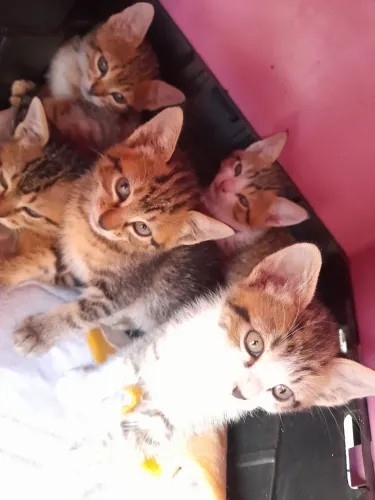 Gatinhos pra doação Pinhais *