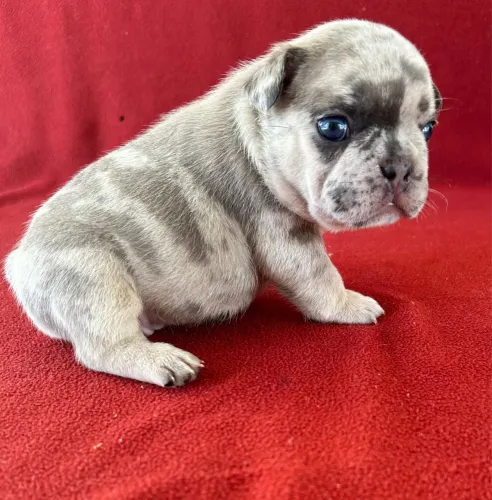 Filhotes de buldogue francês 