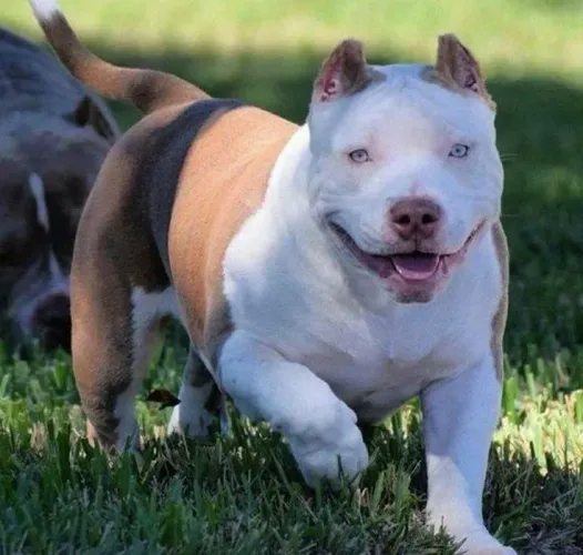 American Bully - Encanto Que Conquista Na Hora 