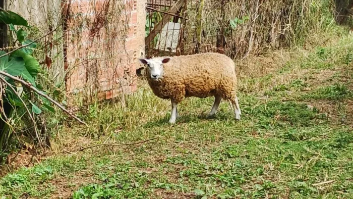 Carneira texel