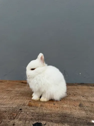 Coelho anão de netherland dwarf 