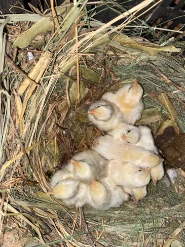 Pintinhos