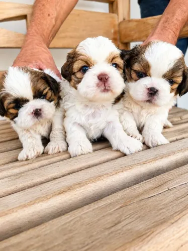 ShihTzu filhotes