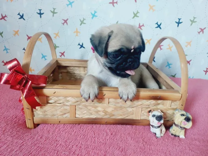 Pug fêmea 